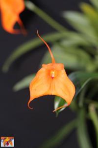 Masdevallia Southern Sun