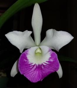 Brassocattleya Windward Flare