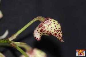 Dendrobium Lutin Blanc