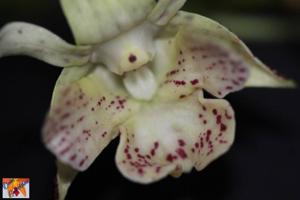 Dendrobium Lutin Blanc