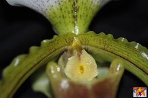 Paphiopedilum Leeanum