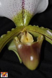 Paphiopedilum Leeanum