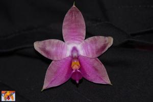 Phalaenopsis Princess Kaiulani