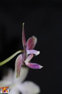 Phalaenopsis Kuntrarti Rarashati