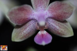 Phalaenopsis Kuntrarti Rarashati