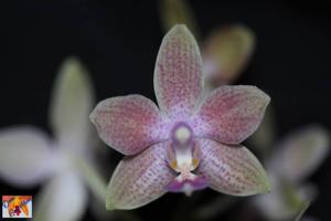 Phalaenopsis Kuntrarti Rarashati