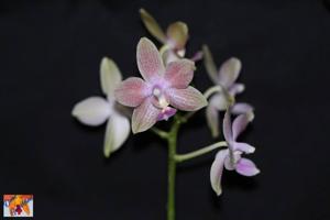 Phalaenopsis Kuntrarti Rarashati