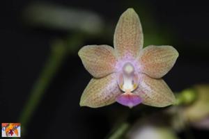 Phalaenopsis Kuntrarti Rarashati