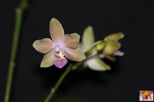 Phalaenopsis Kuntrarti Rarashati