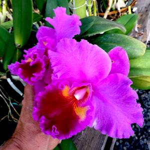 Cattleya Drumbeat