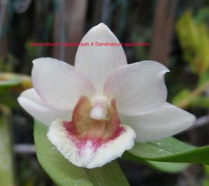 Dendrobium Let's Go Thailand