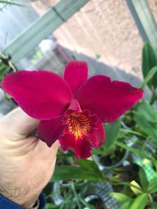 Laeliocattleya Hsin Buu Lady