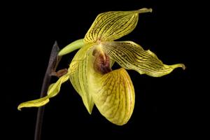 Paphiopedilum Dollgoldi