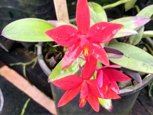 Cattleya Tiny Rubies