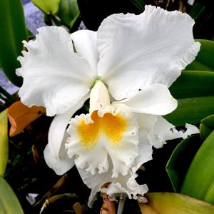 Cattleya Bob Betts