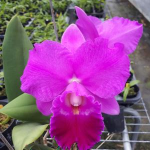 <i>Rhyncholaeliocattleya</i> Qing Ming Love
