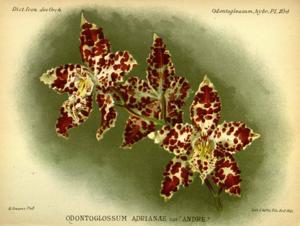 Oncidium Adrianae grex