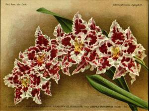 Oncidium Ardentissimum