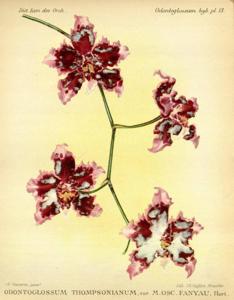 Cyrtocidium Thompsonianum