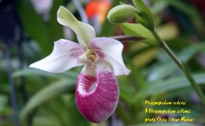 Phragmipedium Cardinale