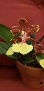 Trichocentrum Kuquat