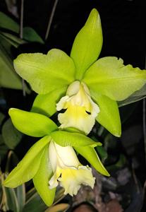 <i>Cattleya</i> Hawaiian Possesion