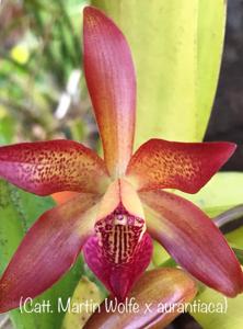 Cattlianthe SunCoast Sienna Stars