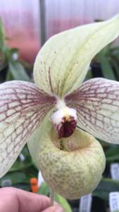 Paphiopedilum Memoria Larry Heuer
