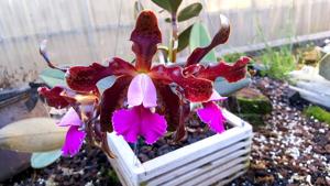 Cattleya Mareeba Tiger