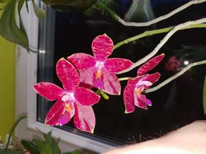 Phalaenopsis Jumbo Beagle