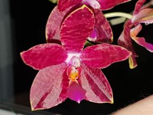 Phalaenopsis Jumbo Beagle