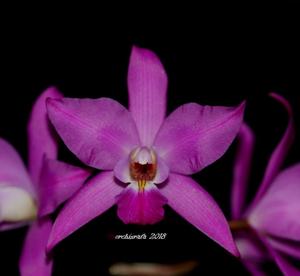 Laelia gouldiana