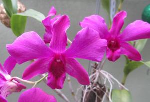 Dendrobium Tomie Drake