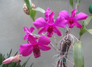 Dendrobium Tomie Drake