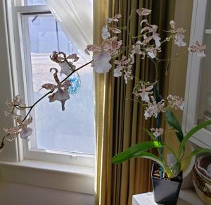 Oncidium Speckled Spire