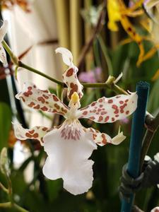 Oncidium Speckled Spire
