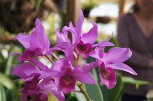Guarianthe laelioides