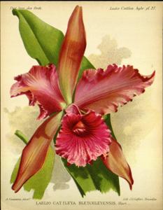 Cattleya Bletchleyensis