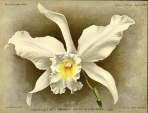 Laeliocattleya Frederick Boyle