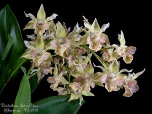 Dendrobium Lutin Blanc