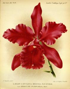 Cattleya Berthe Fournier