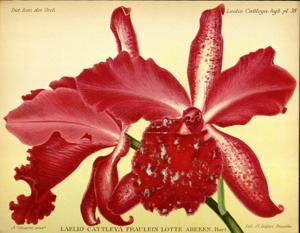 Cattleya Schulzeana