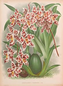 Oncidium wilckeanum