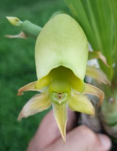 Catasetum John C. Burchett