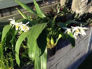 <i>Coelogyne</i> Edward Pearce