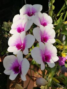 Dendrobium Sophie Bonnie