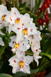 Oncidium Lippetor