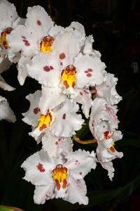 Oncidium Lippetor