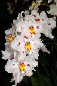 Oncidium Lippetor