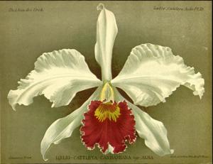 Cattleya Canhamiana